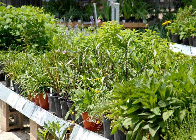 You can find a rich assortment of perennials in Texas nurseries.